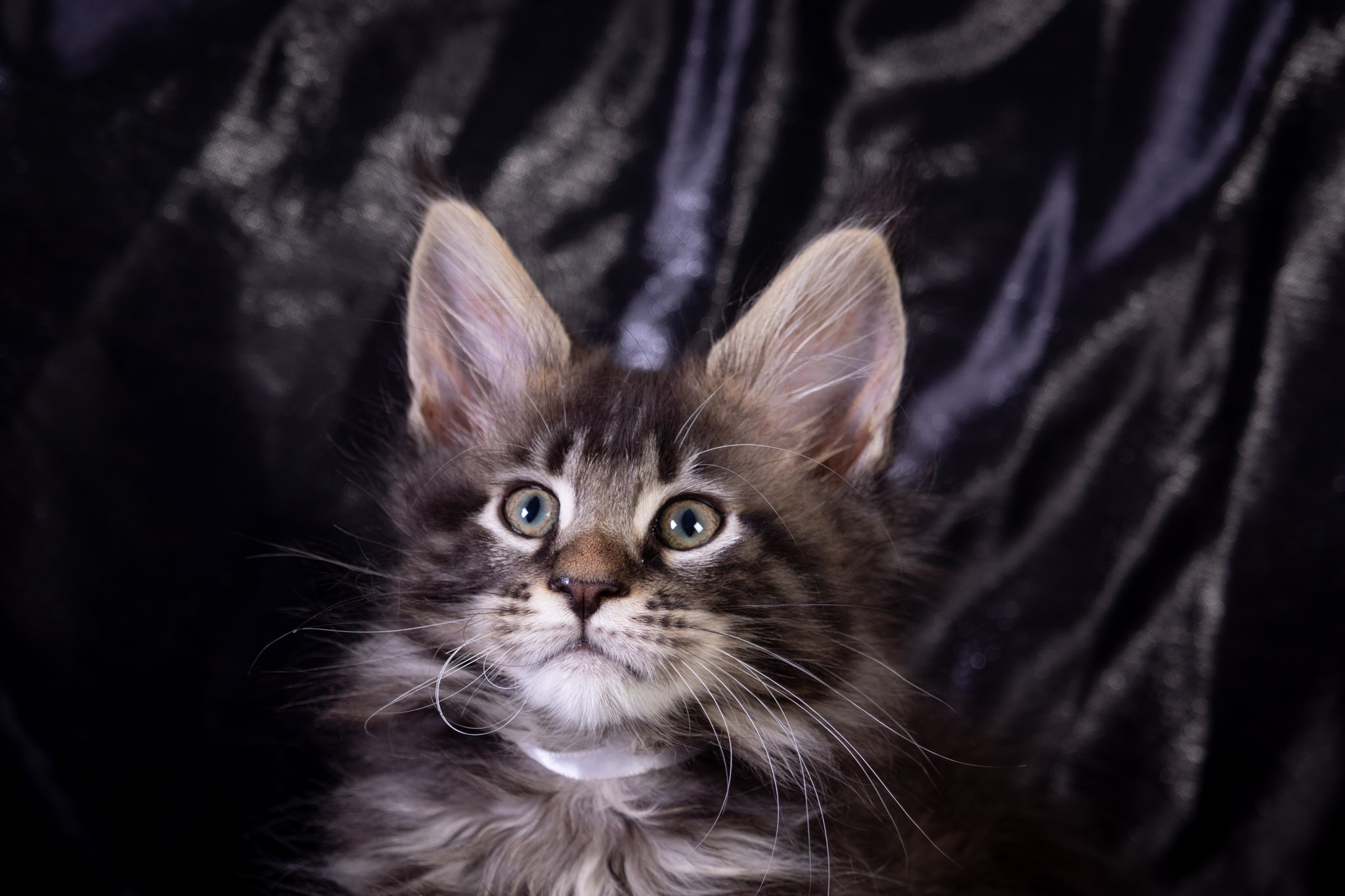 Filhote maine coon